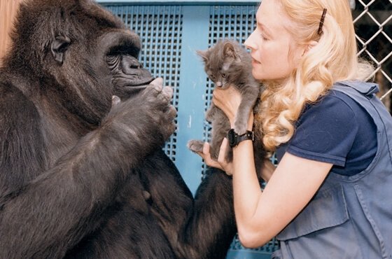 Koko, la gorila más inteligente del mundo ¿conoces su historia?