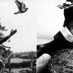 La paloma mensajera que salvó más de 190 soldados en la primera guerra mundial