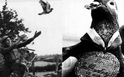 La paloma mensajera que salvó más de 190 soldados en la primera guerra mundial