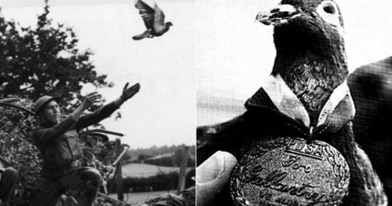 La paloma mensajera que salvó más de 190 soldados en la primera guerra mundial